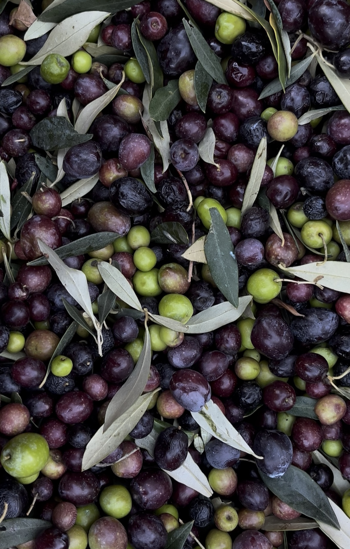 Paysage des Baronnies